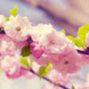 Meet your Posher, Ella